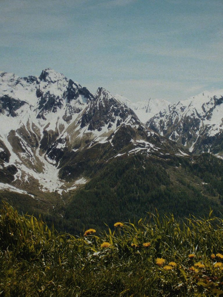 A breathtaking view of snow-capped mountains and vibrant spring wildflowers.